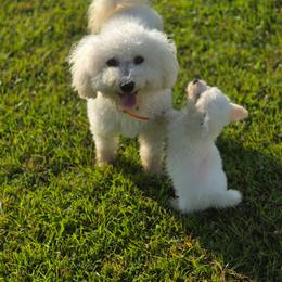 Cheyenne - White female Bichon Frise puppy in Four Oaks, North Carolina from .Havenkennels.Net