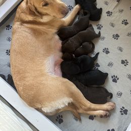 Girl 5 - Chocolate female Labrador Retriever puppy in Randolph, Ohio from The Lab Clan