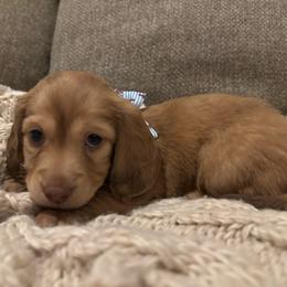 Benny - Cream male Dachshund puppy in Mesa, Arizona from Ruby Desert Doxies