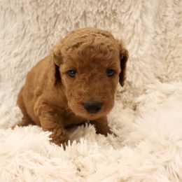 Feta - Red  female Goldendoodle puppy in Denham Springs, Louisiana from E&S Goldendoodles