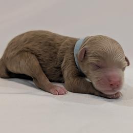 Mr Blue - Apricot male Goldendoodle puppy in Lebanon, Pennsylvania from Robertson's Retrievers and Doodles
