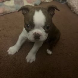 Girl 1 - female Boston Terrier puppy in Gaithersburg, Maryland from Big Bang Bostons
