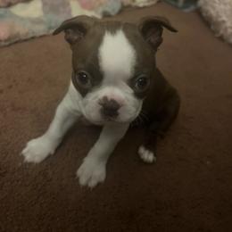 Girl 1 - female Boston Terrier puppy in Gaithersburg, Maryland from Big Bang Bostons
