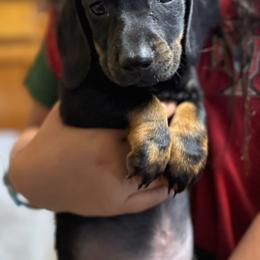 Tigger - Black and tan male Dachshund puppy in Turlock, California from Dandelion Dachshund