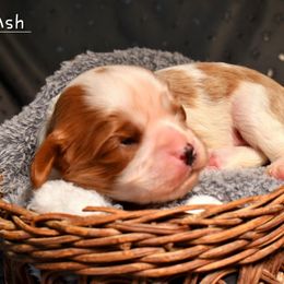 Garth - Blenheim male Cavalier King Charles Spaniel puppy in Paulden, Arizona from Nine Mile Cavaliers