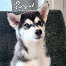 Rysand - Seal and white Alaskan Malamute puppy in Alabama from Sunset Malamutes