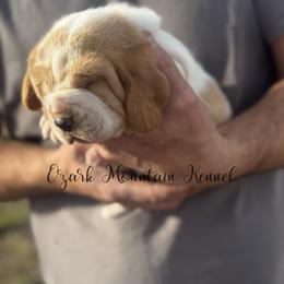 Red boy - Red and white male Basset Hound puppy in Conway, Missouri from Ozark Mountain Kennel