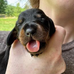 Finch - Black and tan male Dachshund puppy in Richmond, Kentucky from Cemcade Dachshunds