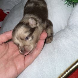 Clawdia - Chocolate merle female Pomeranian puppy in Tucson, Arizona from Pomutopia