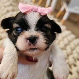 Baby girl - Black gold and white female Shih Tzu puppy in Sanger, California from Trinity Shihtzu's So Calif