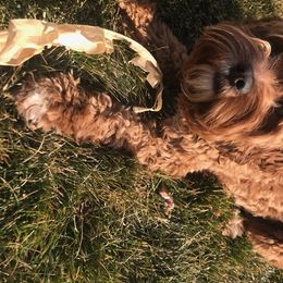 Cavapoo and Poodle All Grown Up from Happy Tails Poods and Doods