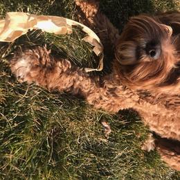 Cavapoo and Poodle All Grown Up from Happy Tails Poods and Doods