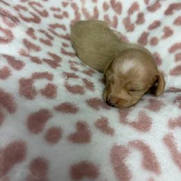 Monty - Cream male Dachshund puppy in Lake City, Florida from My Ditzy Doxies of Florida