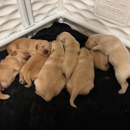 Pink - Dark golden female Golden Retriever puppy in Van Alstyne, Texas from Grace N Goldens