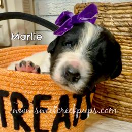 Marlie Jane - White and black female Newfoundland puppy in Cambridge, Ohio from Sweet Creek Pups