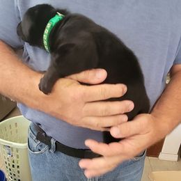 Labrador Retriever Puppies from PSJ Puppies, Holistic Pet Foods