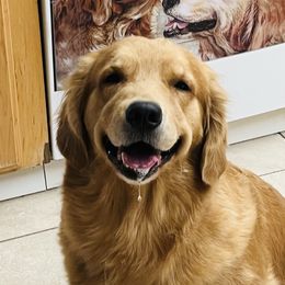 DORY - Golden Retriever