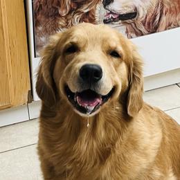 DORY - Golden Retriever