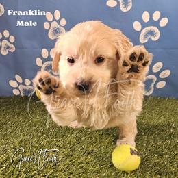 Franklin - Cream male Goldendoodle puppy in Peyton, Colorado from Grace N Faith Doodles