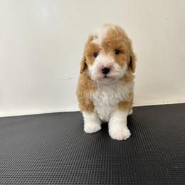Finn - Yellow and white male Bernedoodle puppy in Gainesville, Florida from Pet Inn Xxweetdoodles
