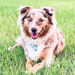 Baylor - Miniature Australian Shepherd