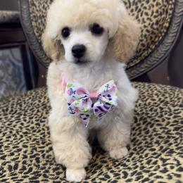 Poodles from Mishel St James