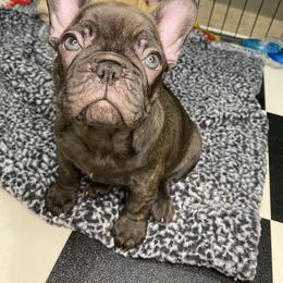 French Bulldog Puppies from Carter’s Kennel