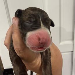 Amy Grant - Chocolate brindle female Great Dane puppy in Florida from Beachside Kennels