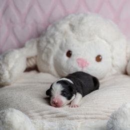 Border Collie Puppies from Overdrive Border Collies