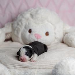 Border Collie Puppies from Overdrive Border Collies