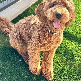 Cavapoo, Goldendoodle, and Poodle All Grown Up from Dlm_doodles
