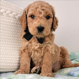 Poe - Apricot male Goldendoodle puppy in Temecula, California from Oodles O'Doodles