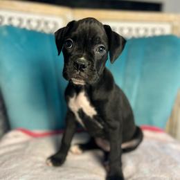 Girl 3 - Brindle female Boxer puppy in Prestonsburg, Kentucky from Diamond Standard Boxers