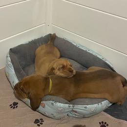 Nick name - Dolly - Red female Bloodhound puppy in Pelahatchie, Mississippi from Rays Of Sunshine Bloodhounds