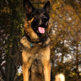 Jasper - German Shepherd