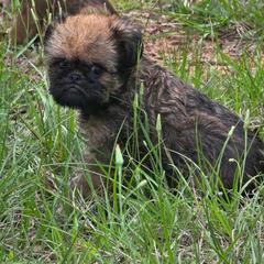Teddy - Belge male Brussels Griffon puppy in Yucaipa, California from Griffs & Giggles Ranch - The Cortez Family