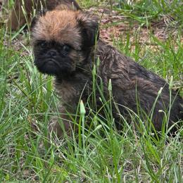 Teddy - Belge male Brussels Griffon puppy in Yucaipa, California from Griffs & Giggles Ranch - The Cortez Family