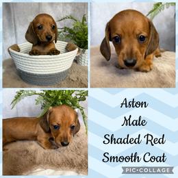 Aston - Red male Dachshund puppy in Lakeland, Florida from Cynthia’s Royal Dachshunds