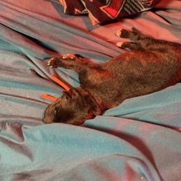 Girl 1 - Black brindle and white female Greyhound puppy in Mesa, Arizona from ARK Kennels