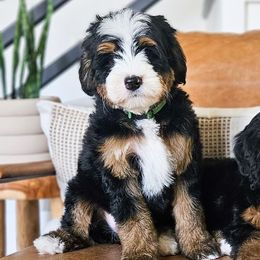 Bernedoodles, Cockapoos, and Goldendoodles from Macy Meadows Doodles
