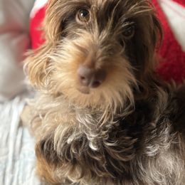 Dachshund Puppies from Divine Teckel Tails