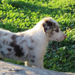 Smoke - White and red merle male Border Collie puppy in Kalispell, Montana from Last Call Border Collies