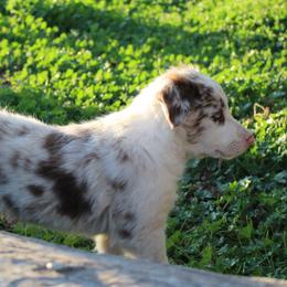 Smoke - White and red merle male Border Collie puppy in Kalispell, Montana from Last Call Border Collies