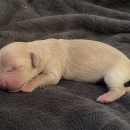 Cream boy 2 - Cream male Dachshund puppy in Port Orchard, Washington from Haus of Wiener Schnitzel