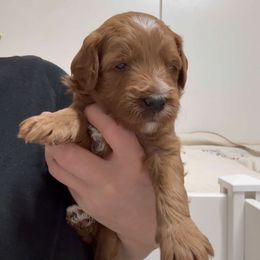 Penny's Green boy - Red  male Goldendoodle puppy in Phelan, California from High Desert Doodles - the original