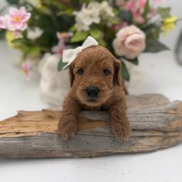 Rosie - Apricot female Goldendoodle puppy in Willacoochee, Georgia from Kitandkboodle's Doodles