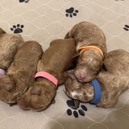 Goldendoodle puppies from Doodles of Cedar Creek Farm