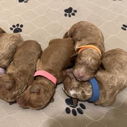 Goldendoodle puppies from Doodles of Cedar Creek Farm
