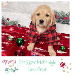 Golden Retriever Puppies from Ruff Life Goldens