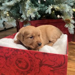 Holly - Dark golden female Golden Retriever puppy in Provo, Utah from Rocky Mountain Field Goldens